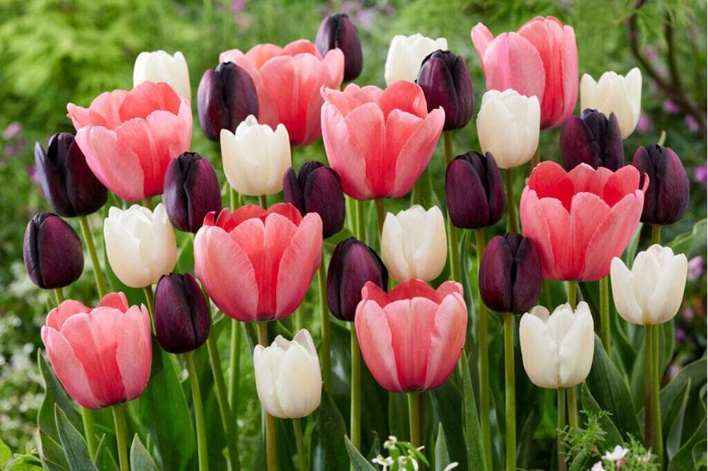 Tulipanblanding 'Strawberry Snowfall'